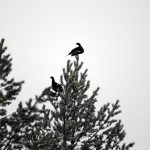 Det typiska toppfågelskottet riktas i en flack vinkel uppåt. Om kulan bommar fågeln kommer den troligen att slå ner i en ganska brant vinkel någon eller några kilometer bort. Jägarens ansvar är att välja en skjutplats där kulan kan skickas i säkrast möjliga riktning.