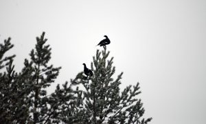 Det typiska toppfågelskottet riktas i en flack vinkel uppåt. Om kulan bommar fågeln kommer den troligen att slå ner i en ganska brant vinkel någon eller några kilometer bort. Jägarens ansvar är att välja en skjutplats där kulan kan skickas i säkrast möjliga riktning.