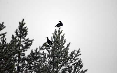 Det typiska toppfågelskottet riktas i en flack vinkel uppåt. Om kulan bommar fågeln kommer den troligen att slå ner i en ganska brant vinkel någon eller några kilometer bort. Jägarens ansvar är att välja en skjutplats där kulan kan skickas i säkrast möjliga riktning.