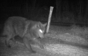 Under skyddsjakten på varghybrider och varg i Södermanland för ett drygt år sedan fälldes det individer, två vuxna vargar samt sex hybrider mellan varg och hund. Foto: Länsstyrelsen Södermanland