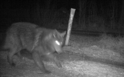 Under skyddsjakten på varghybrider och varg i Södermanland för ett drygt år sedan fälldes det individer, två vuxna vargar samt sex hybrider mellan varg och hund. Foto: Länsstyrelsen Södermanland