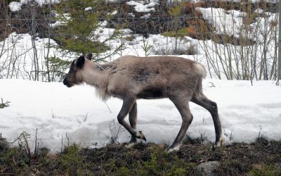 Järvar har på kort tid dödat ett stort antal renar inom Jovnevaerie sameby. Nu ger länsstyrelsen i Västernorrland tillstånd till skyddsjakt. Foto: Lars-Henrik Andersson