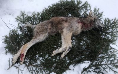 Skjut inte vargar som drabbats av skabb, anser skribenten. Den här kraftigt skabbangripna vargen fälldes nyligen under licensjakt i Flatenreviret. Foto: Privat