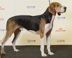 Treeing walker coonhound registrerades för första gången i Sverige under 2017. Foto: Johan Frick-Meijer