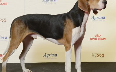 Treeing walker coonhound registrerades för första gången i Sverige under 2017. Foto: Johan Frick-Meijer
