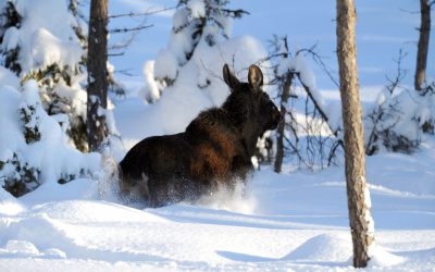 Snön ligger på sina ställen djup i Dalarnas län, och nu avråder länsstyrelsen från jakt med lös hund. Foto: Kenneth Johansson