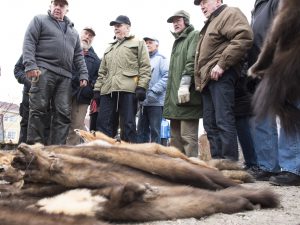 Traditionell skinnmarknad i Lönsboda. I år hålls den 10 mars. Skinnmarknader hålls också på torgen i Örebro 23 januari, i Växjö 13 februari och i Sala 23 februari. Skinn handlas också på enstaka andra platser i landet, som på Jokkmokks marknad som hålls första torsdag till lördag i februari varje år. Foto: Jan Henricson
