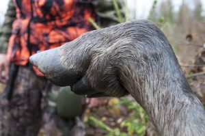 Avskjutning och älgobs används för att beräkna antalet älgar, men hur säker är metoden, frågar skribenten. Foto: Jan Henricson