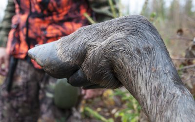 Avskjutning och älgobs används för att beräkna antalet älgar, men hur säker är metoden, frågar skribenten. Foto: Jan Henricson