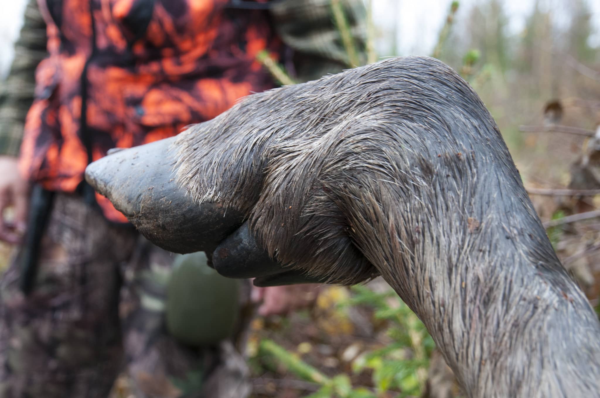Avskjutning och älgobs används för att beräkna antalet älgar, men hur säker är metoden, frågar skribenten. Foto: Jan Henricson