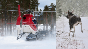 Regelbundna flyginventeringar är det säkraste sättet att få en bild av älgstammens storlek, skriver debattören. Foto: Olle Olsson (helikopter) och Johnny Olsson (älg)