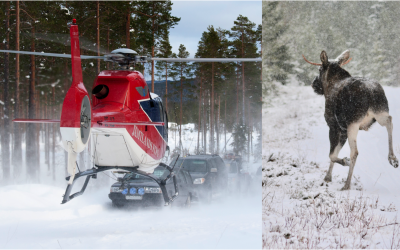 Regelbundna flyginventeringar är det säkraste sättet att få en bild av älgstammens storlek, skriver debattören. Foto: Olle Olsson (helikopter) och Johnny Olsson (älg)
