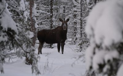 Älg betesskador viltvård