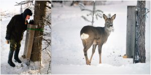 Eskil Lugnet placerar ut ett antal foderrör med renfoder i anslutning till foderplatsen, detta för att alla djur ska få chansen att äta. Foto: Lars-Henrik Andersson