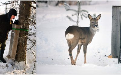 Eskil Lugnet placerar ut ett antal foderrör med renfoder i anslutning till foderplatsen, detta för att alla djur ska få chansen att äta. Foto: Lars-Henrik Andersson