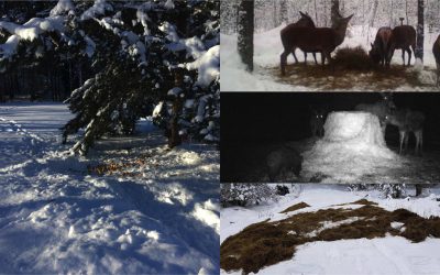 Jägarnas årliga viltvårdsinsatser uppgår till miljonbelopp. Foto: Privat