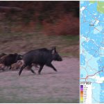 Analyser visar att ett flertal vildsvin överstiger, eller ligger mycket nära, den nivå där Livsmedelverkets kostråd avråder från att alls äta köttet.