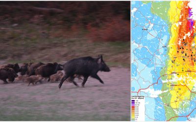 Analyser visar att ett flertal vildsvin överstiger, eller ligger mycket nära, den nivå där Livsmedelverkets kostråd avråder från att alls äta köttet.