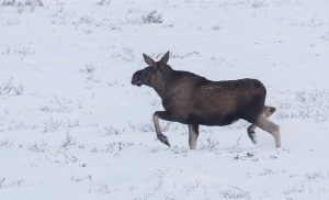 Forskningsprojektet ”Grensevilt” har sövt älgar i norra Värmland trots att älgjakten inte är avslutad i området. Foto: Kjell-Erik Moseid