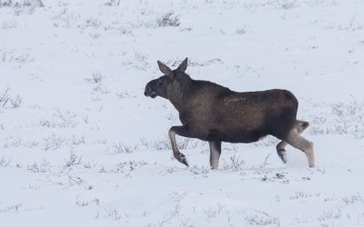 Forskningsprojektet ”Grensevilt” har sövt älgar i norra Värmland trots att älgjakten inte är avslutad i området. Foto: Kjell-Erik Moseid