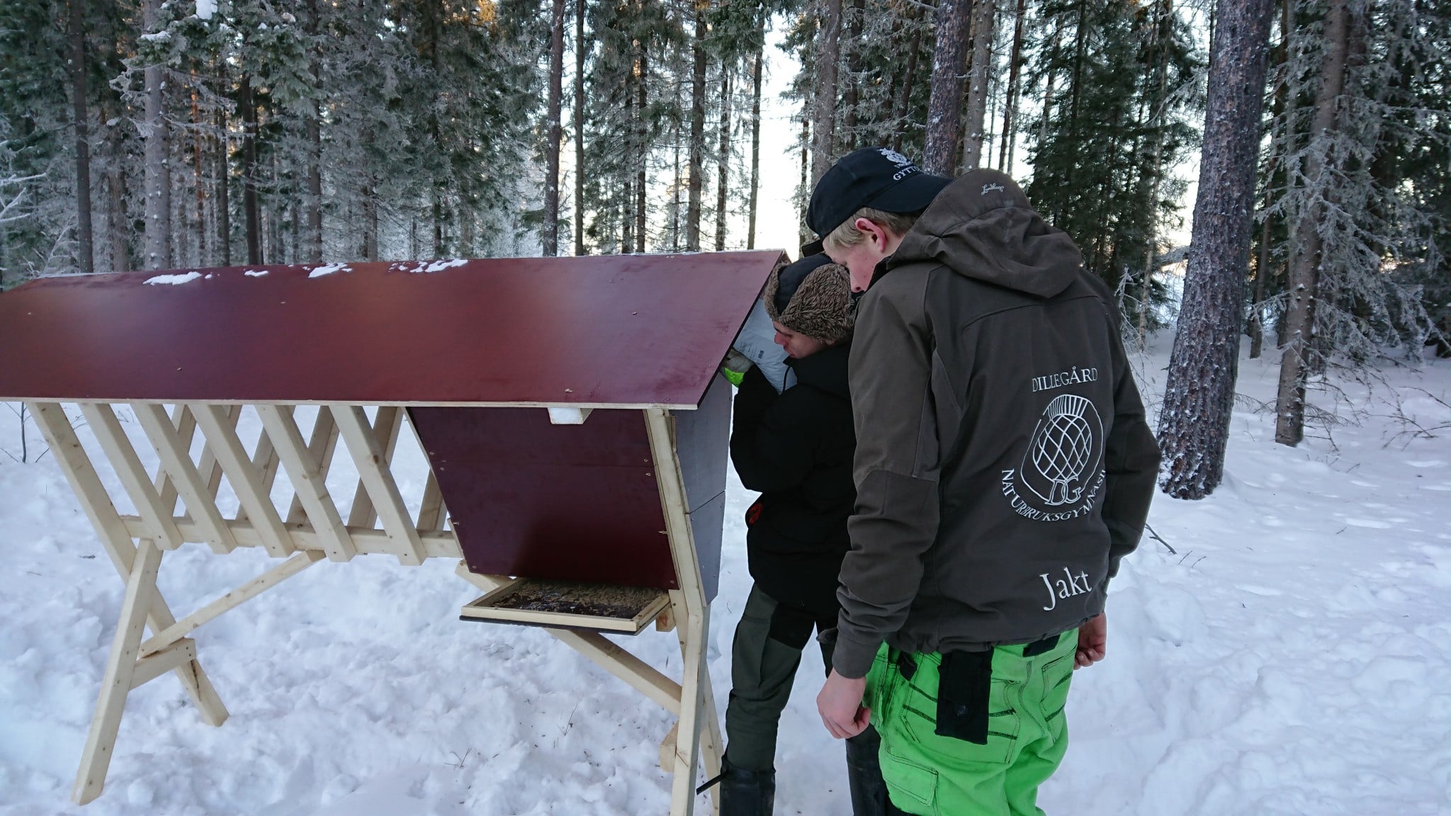 En utfodringsplats för rådjur ställs i ordning.