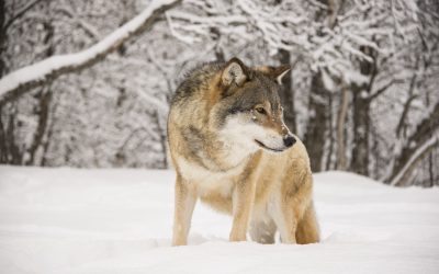 Den sjätte och sista vargen sköts i Kölstareviret under torsdagen. Därmed är vargjakten avslutad i Västmanland. Foto: Mostphotos