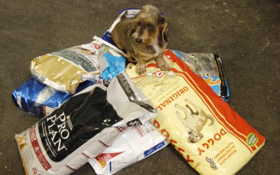 Även ett billigt foder kan innehålla allt hunden behöver, men råvarorna kostar mindre att använda än de som finns i de dyrare märkena.