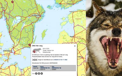 De röda markeringarna visar var spillning från vargen hittats. Källa: Naturvårdsverket
