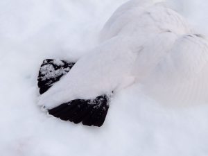 Jägare är starkt kritiska till länsstyrelsens avlysning av småviltjakten.