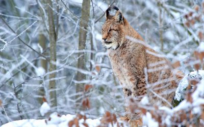 Fyra lodjur får fällas i Norrbotten under årets licensjakt.