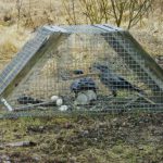 Kråkfångsten är en hörnsten i den utökade predatorjakten som görs för att gynna strandängarnas vadarfåglar. Ett Ölandsbås som på bilden är mycket effektivt när revirkråkor ska tas bort.