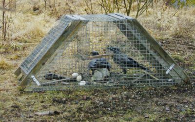 Kråkfångsten är en hörnsten i den utökade predatorjakten som görs för att gynna strandängarnas vadarfåglar. Ett Ölandsbås som på bilden är mycket effektivt när revirkråkor ska tas bort.