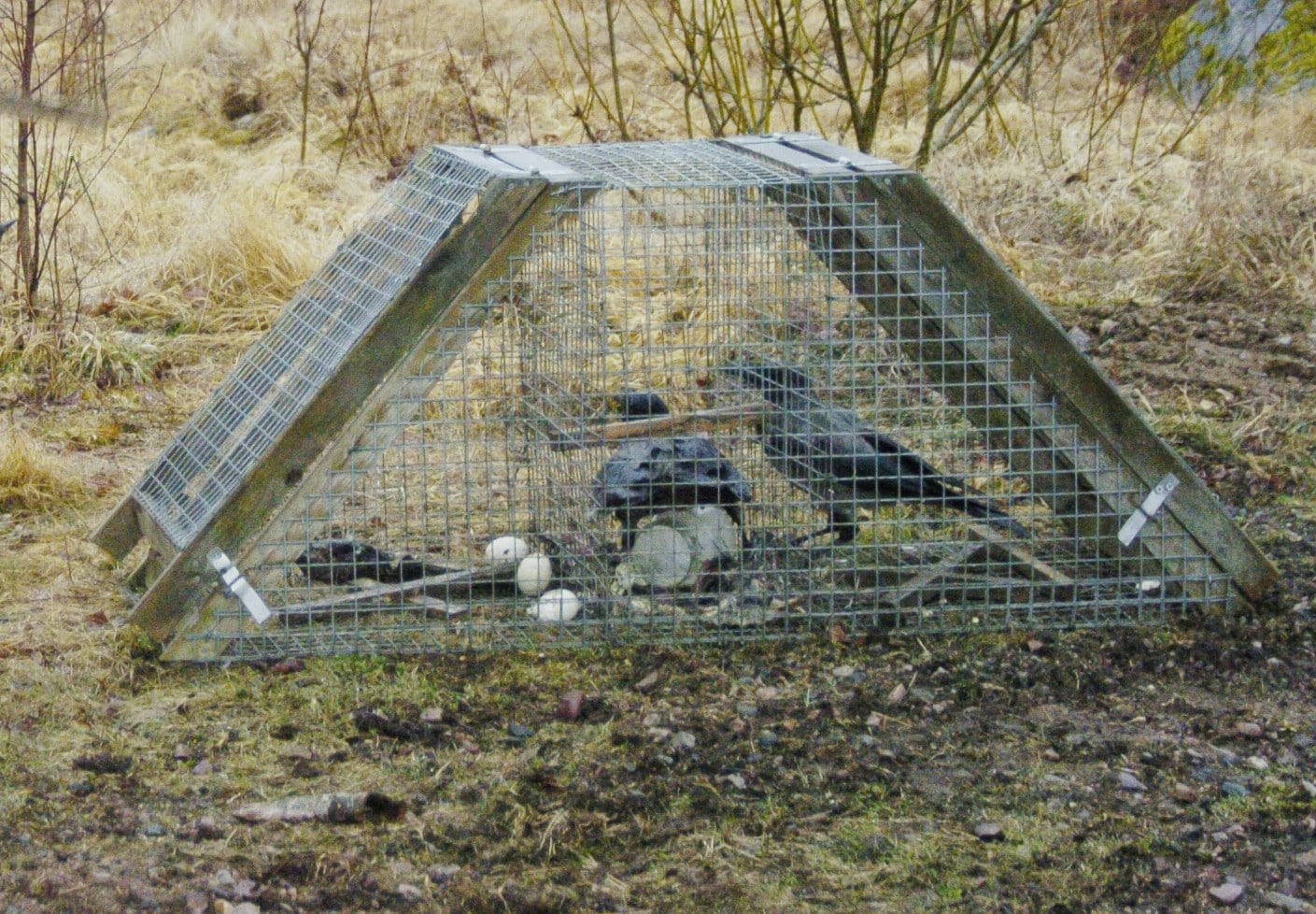Kråkfångsten är en hörnsten i den utökade predatorjakten som görs för att gynna strandängarnas vadarfåglar. Ett Ölandsbås som på bilden är mycket effektivt när revirkråkor ska tas bort. 