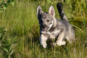 Som uppfödare inom SKK-organisationen är man skyldig att använda Kennelklubbens köpeavtal vid försäljning av valpar.