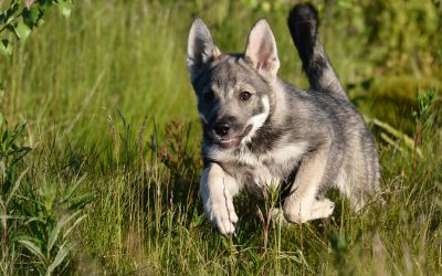 Som uppfödare inom SKK-organisationen är man skyldig att använda Kennelklubbens köpeavtal vid försäljning av valpar.