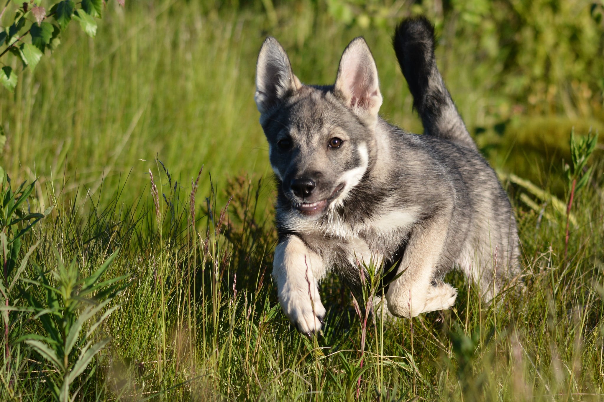 Som uppfödare inom SKK-organisationen är man skyldig att använda Kennelklubbens köpeavtal vid försäljning av valpar.