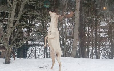 Dovhjortarna i Grebo har specialiserat sig på att stjäla talgbollar!