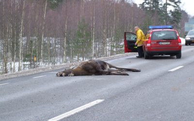 Viltet som blir påkört är aldrig skyldigt till att olyckan inträffar. Det är bilisten som har det ansvaret, skriver debattören. Foto: Mari Ermeland
