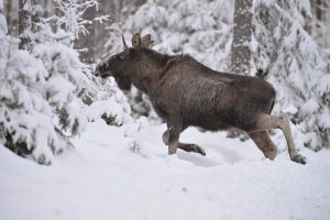 Skyddsjakten på totalt 24 älgar i två viltvårdsområden i Västerbotten får fortsätta. Naturvårdsverket avvisar överklagandena av länsstyrelsens skyddsjaktsbeslut.