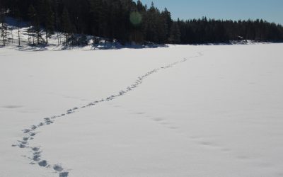 Snart är inventeringssäsongen för varg till ända. Foto: Mostphotos
