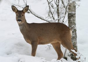 Den extremt snörika vintern är tuff för såväl rådjur som älgar.