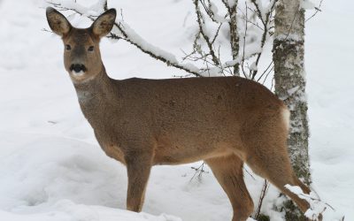 Den extremt snörika vintern är tuff för såväl rådjur som älgar.