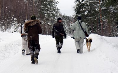 Förvaltningsrätten i Luleå avslår överklaganden av licensjakten i fyra län. Foto: unknown