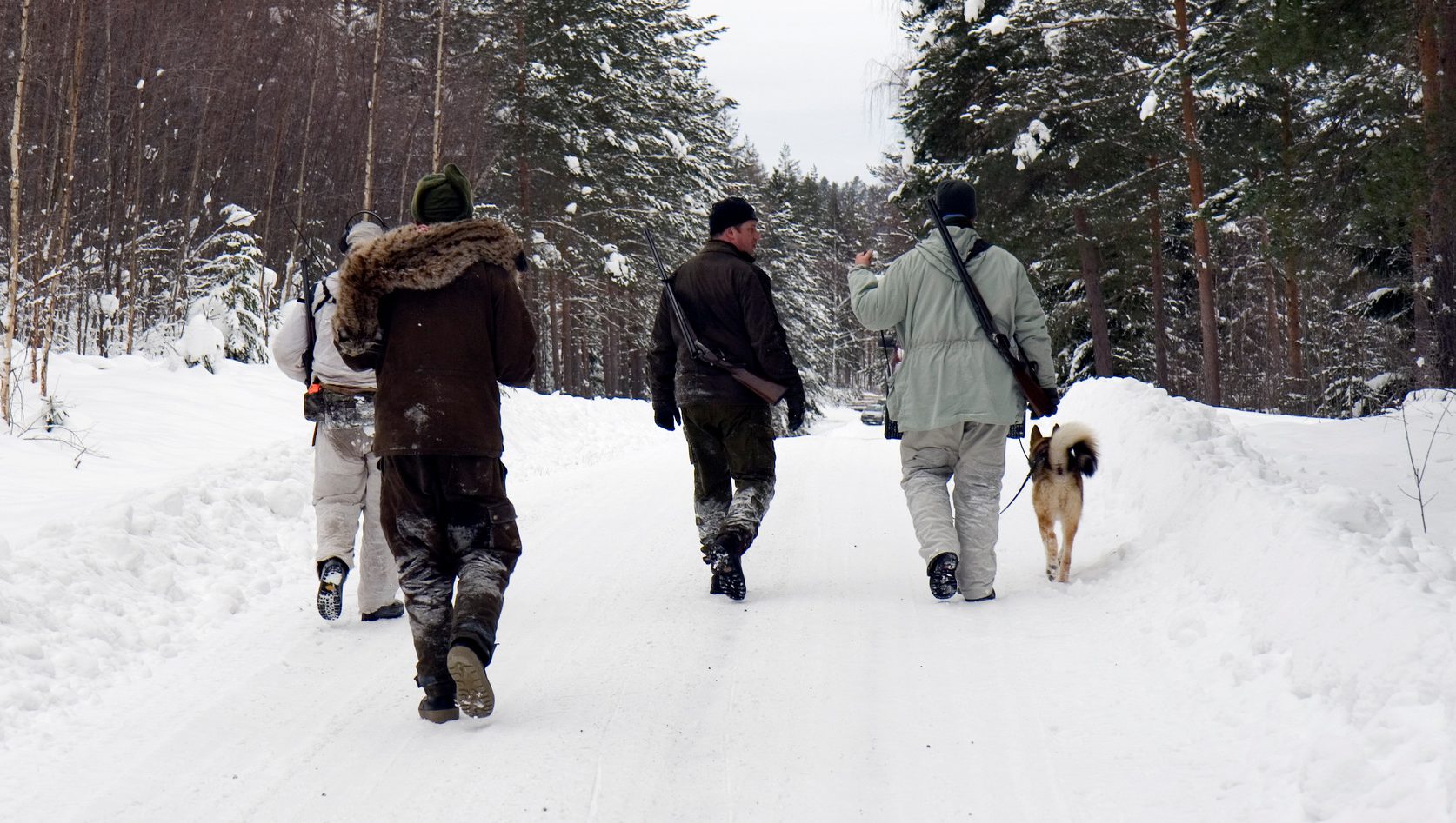 Förvaltningsrätten i Luleå avslår överklaganden av licensjakten i fyra län. Foto: unknown