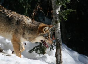 Gävleborgs län berörs av cirka tio vargrevir.