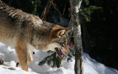 Gävleborgs län berörs av cirka tio vargrevir.