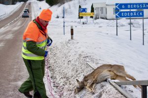 Polisen ändrar sig. Rådjuren som hoppade från bron i Edebäck var en viltolycka i trafik, och det innebär att ersättning och försäkring gäller för NVR:s eftersöksjägare Anders Holmkvist. Foto: Jonas Eriksson