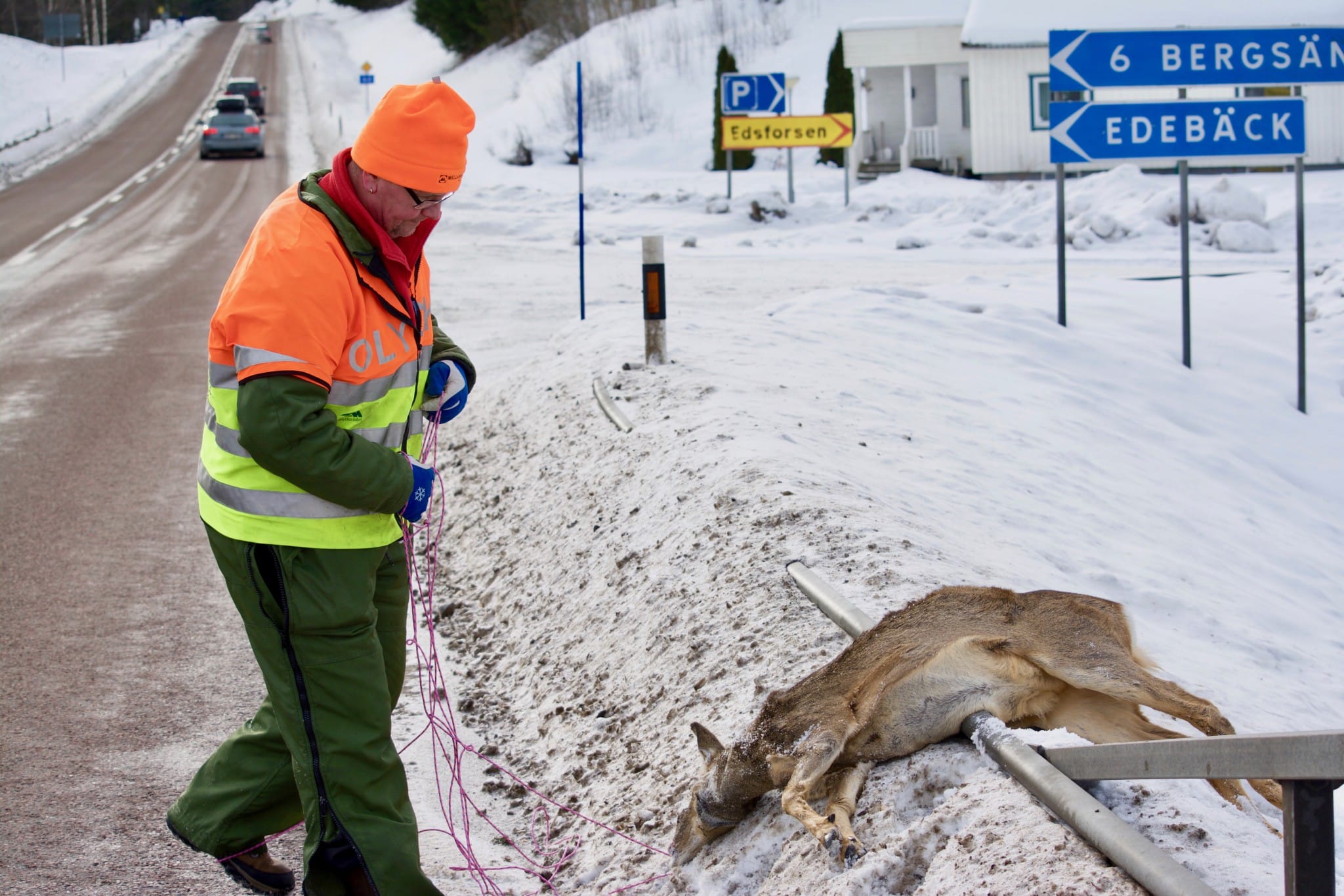 Eftersöksjägaren Anders Holmkvist fick ett udda uppdrag på lördagsmorgonen. Två rådjur hoppade från Edebäcksbron i Hagfors, och ett av djuren dog direkt. Foto: Jonas Eriksson