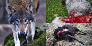 Sett till antalet individer i landet är vargen det stora rovdjur som är det största hotet mot tamboskap och hundar. Foto: Olle Olsson samt Mostphotos