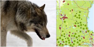 Snart avslutas den extrainsatta DNA-inventeringen av varg. Kartan visar varifrån spillningsprover hittills skickats in. Källa: Rovbase